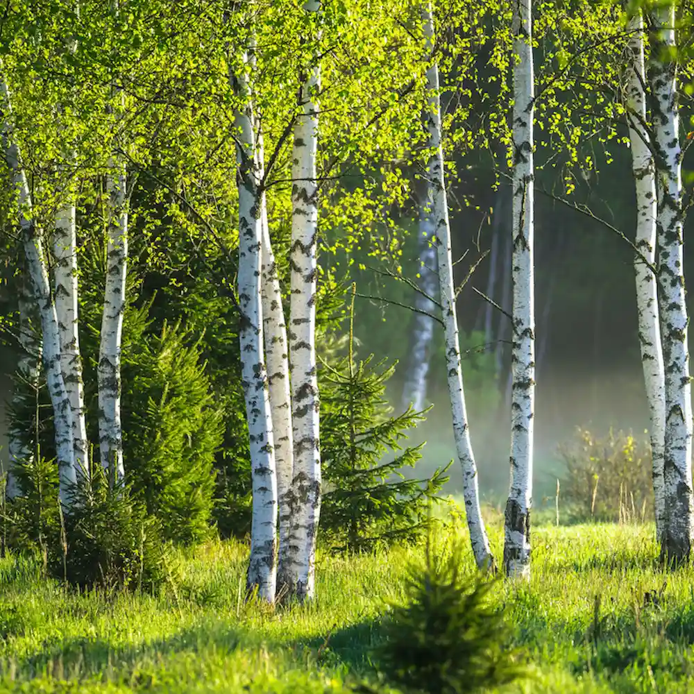 Birch forest