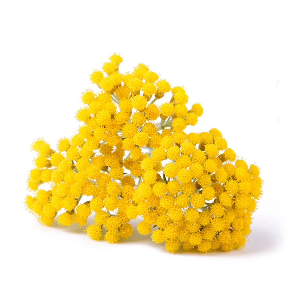 Helichrysum