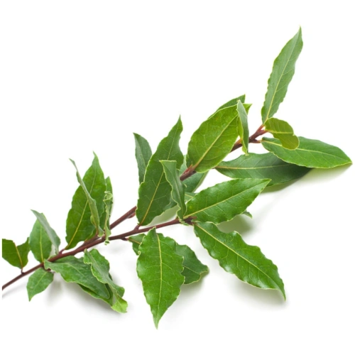 Ravensara Essential Oil - Chaé Organics
