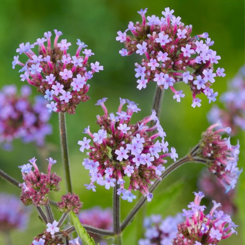 Verbena