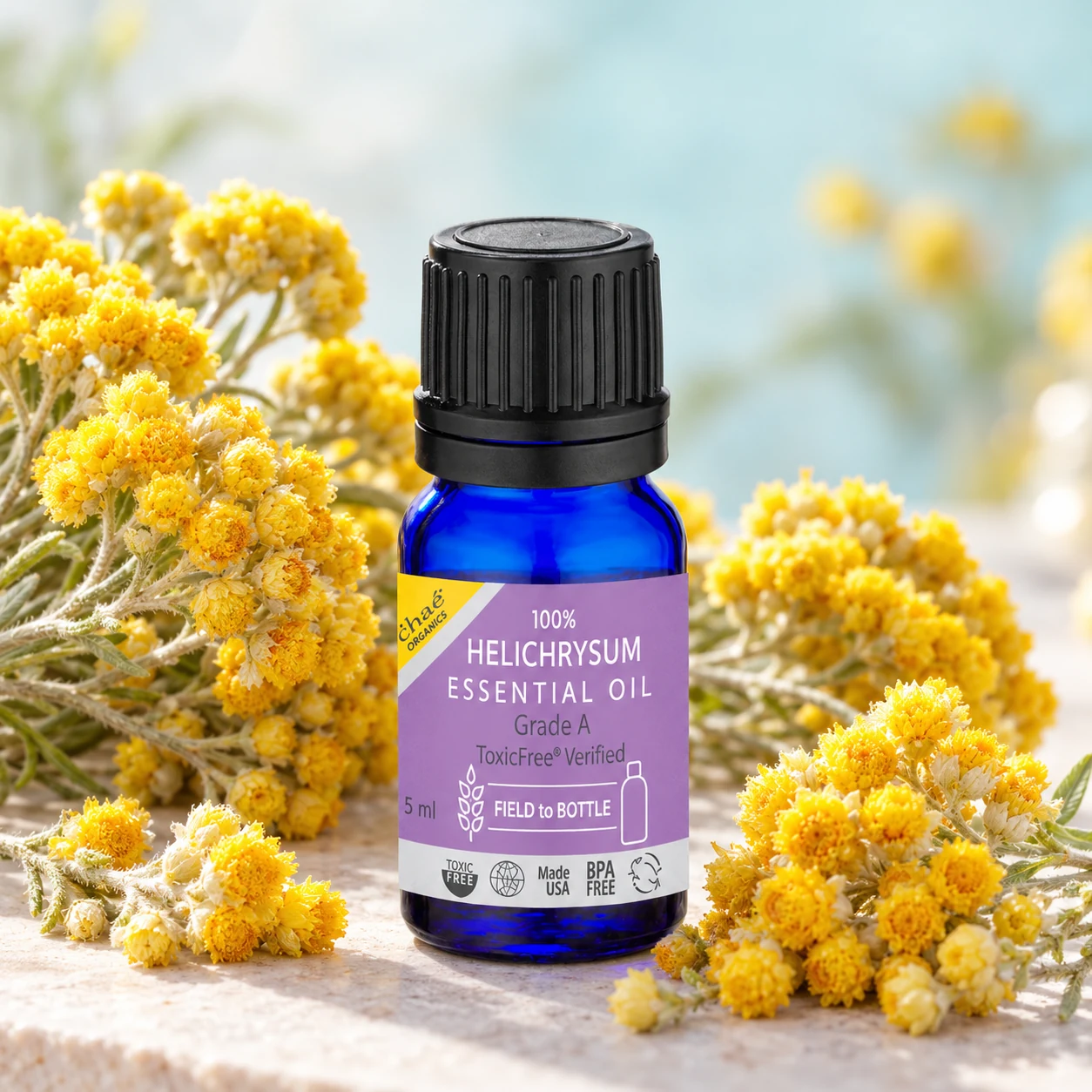 Helichrysum Essential Oil with bunches of golden helichrysum flowers