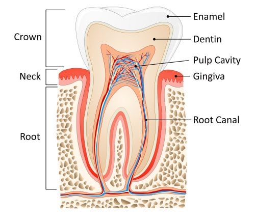 tooth medical anatomy and how your toothpaste effects it