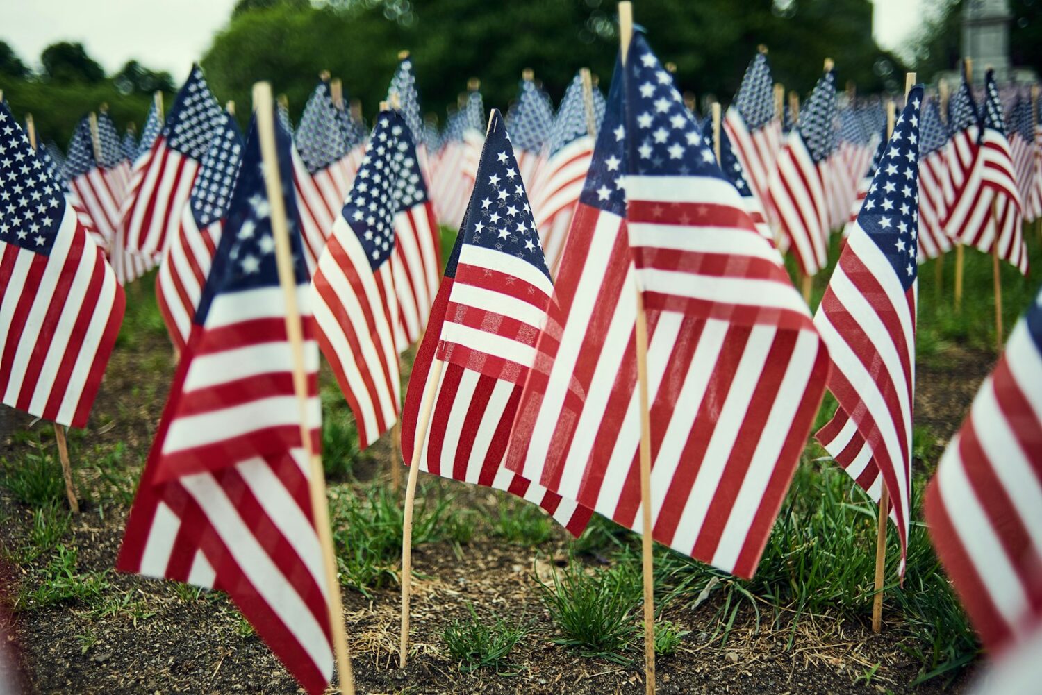 Small American flags planted in a grassy field