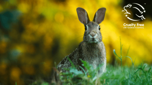 Cruelty-Free Commitment: The Significance of Being Leaping Bunny Certified