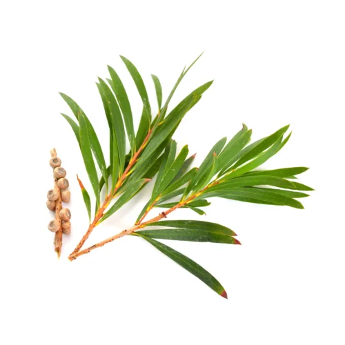 Tea Tree Essential Oil