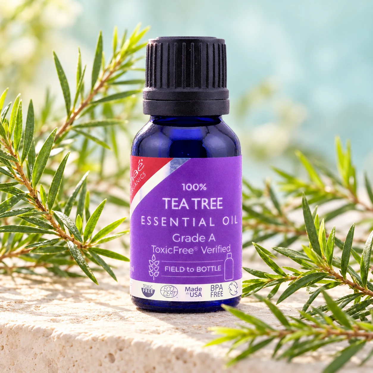 Tea Tree Essential Oil with fresh tea tree sprigs with their fine needle-like leaves