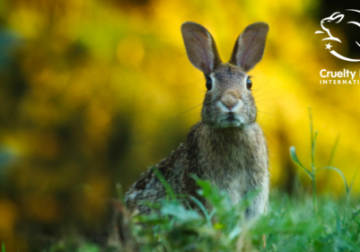 Bunny sitting in grass with leaping bunny certification logo